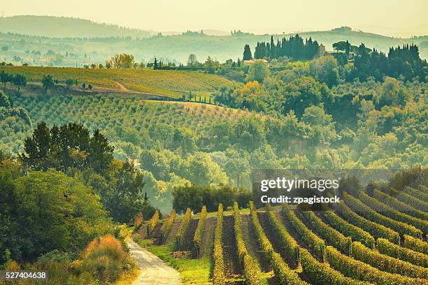 vineyards in the chianti region, tuscany, italy - chianti region stock pictures, royalty-free photos & images