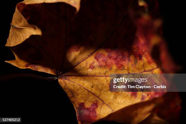 Studio portrait of an Autumn Leaf, New England, USA. Photo Tim Clayton