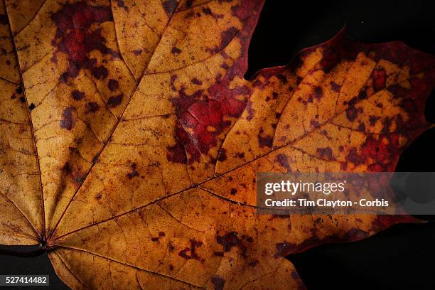 Studio portrait of an Autumn Leaf, New England, USA. Photo Tim Clayton