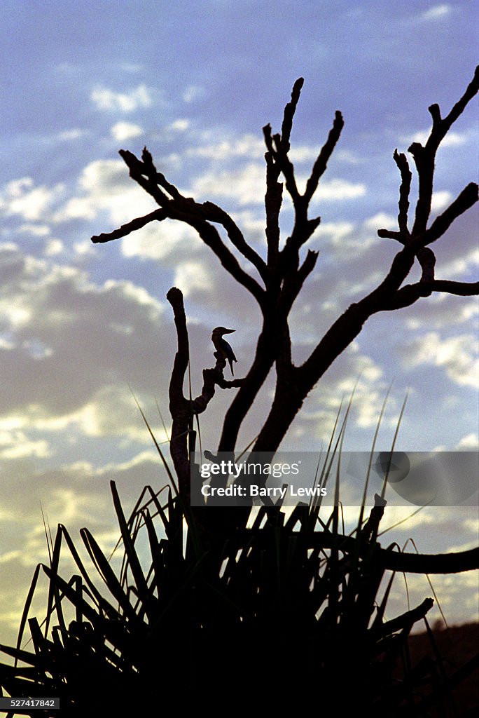 Australia - Kachana - Eco Tourism
