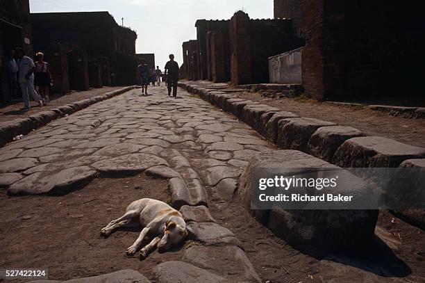 In the foreground a local dog lies down in the afternoon heat on rutted ancient Roman flag stones while in the background tourists walk down the old...