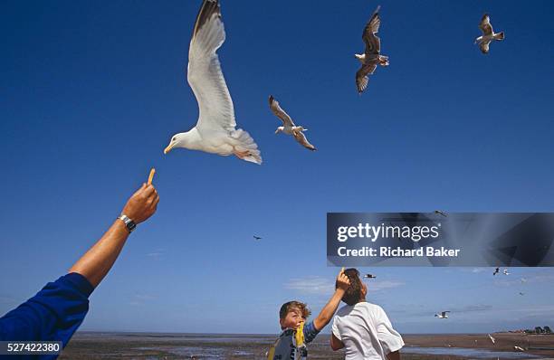 An unseen person's hand reaches from the corner of the picture to offer a chip to a hovering seagull at Minehead on the Somerset coast, South-west...