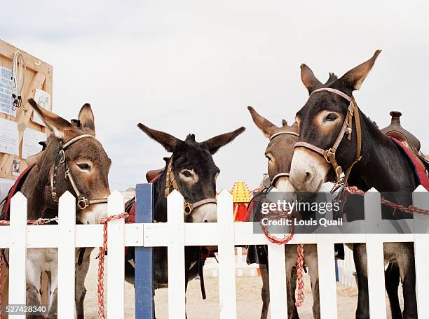 Maggie's award winning donkeys in the seaside town of Weymouth. The beach donkey is enjoying a remarkable renaissance. Possibly the combined...