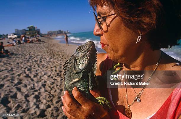 Lady and her pet green iguana Iguanas stop walking along the surf in Miami Beach's coast for a moment to stand on the sand and kiss on the lips. Away...