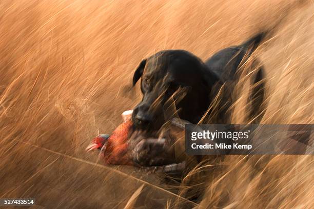 Danny the Black Labrador, a retriever hunting dog runs back through the prarie grasses after retrieving a pheasant shot by his owner Byron Grubb....