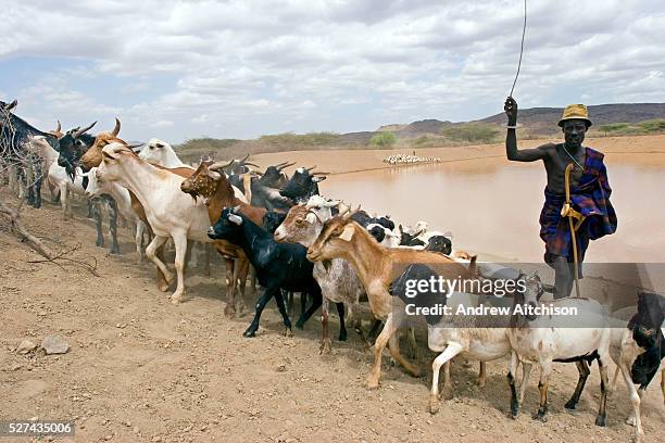 Nomadic pastoralist herds his goats out of the Kaeris water reservoir, which was built by the community with help from Oxfam. The reservoir is about...