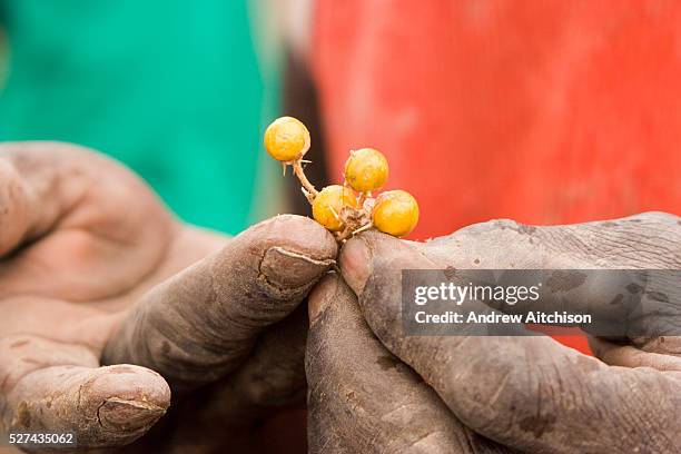 The Sodom apple is used as a traditional treatment for cold & flu symptoms in Northern Kenya. These apples are from Kakelae in the Turkana region. |...