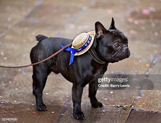 Venice Carnival 2008. Carnival dog with gondoleer's hat.