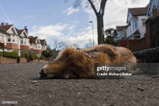 An urban north European fox lies dead in a south London road after being killed by a local vehicle. With a fatal injury to its head, the animal has...