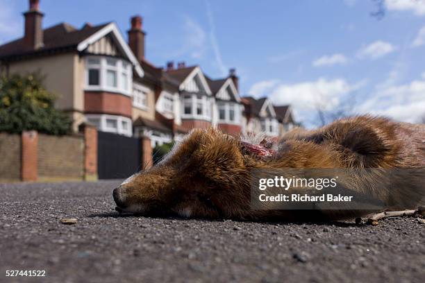 An urban north European fox lies dead in a south London road after being killed by a local vehicle. With a fatal injury to its head, the animal has...