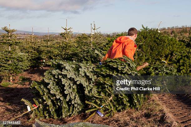 Man cutting down Christmas trees on a plantation, wearing high visibility clothing. Britain is self sufficient in growing Christmas trees, and Drynie...