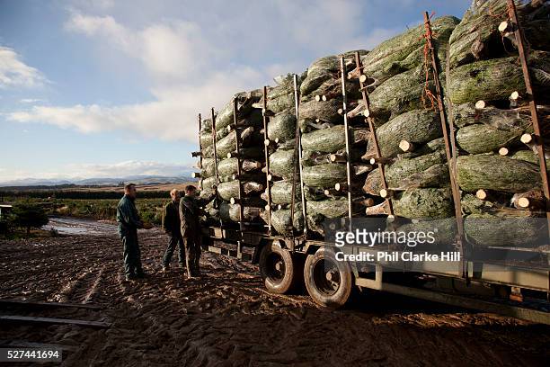 Stacking a lorry truck with Christmas trees. Britain is self sufficient in growing Christmas trees, and Drynie woodlands is one of the largest...