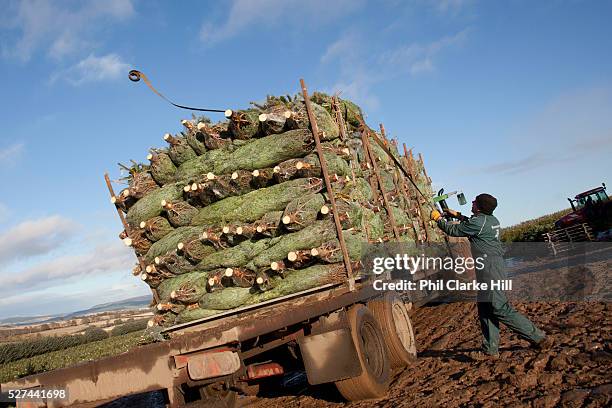 Stacking a lorry truck with Christmas trees. Britain is self sufficient in growing Christmas trees, and Drynie woodlands is one of the largest...