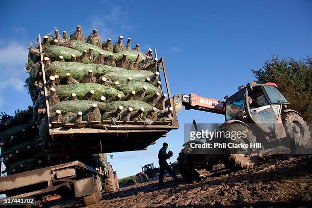 Tractor Stacking a lorry truck with Christmas trees. Britain is self sufficient in growing Christmas trees, and Drynie woodlands is one of the...