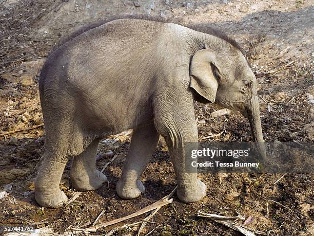 Noy An, a female baby Asian elephant born in January 2015 at the Elephant Conservation Center in Sayaboury province, Lao PDR. The ECC launched in...