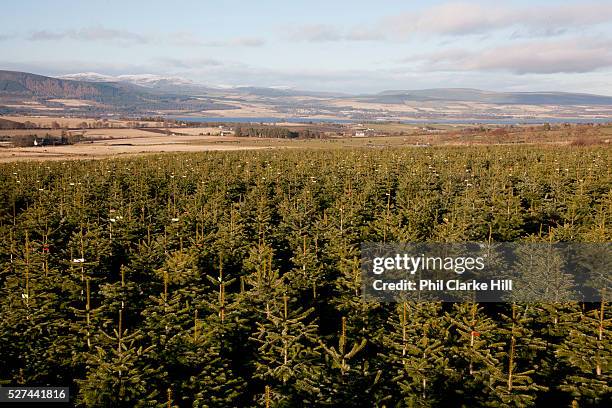 Christmas tree plantation. Britain is self sufficient in growing Christmas trees, and Drynie woodlands is one of the largest suppliers from their...