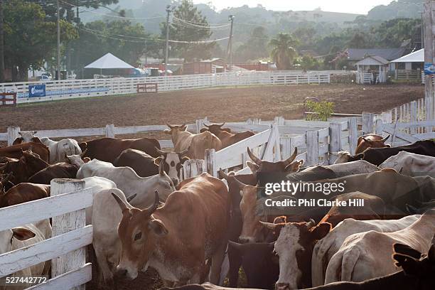 Cow Rally Performing Cow Photos and Premium High Res Pictures - Getty Images