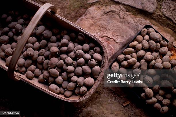 Basket full of seed potatoes on a brown, rustic tiled floor in a home in Lagrasse, a medieval town in the Corbieres area of southern France. |...