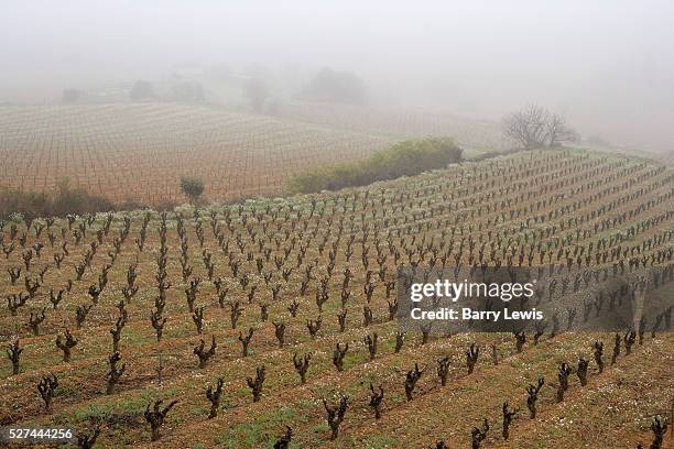 Vines that have been heavily trimmed back stand in regular lines in fields in Lagrasse in the Corbieres area of southern France. | Location: Les...