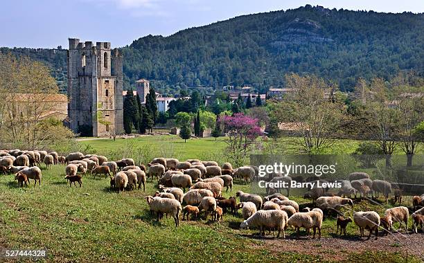 Sheep graze on the grass outside the 8th Century Benedictine abbey in Lagrasse in the Corbieres area of southern France. | Location: Les Corbieres,...