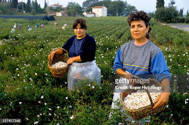 Grasse in the south of france has for many years been a centre for the production of perfume. The pictures show jasmine pickers in the fields above...