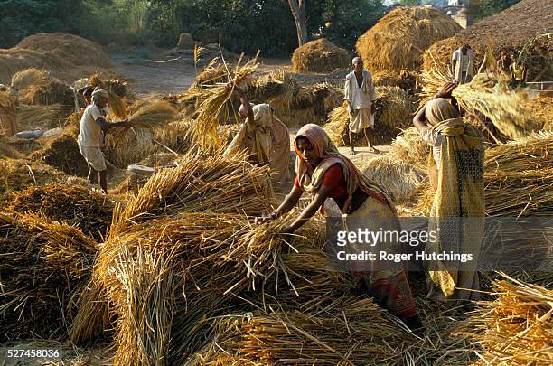 Untouchable or low cast women threshing corn at a village near Lucknow north India.