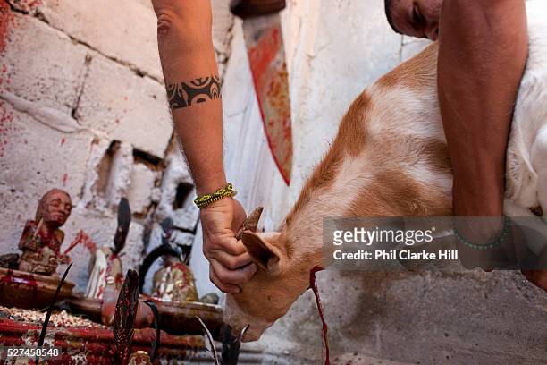 Animal sacrifice is an integral part of the rituals. Santeros believe that blood is necessary to release the negative energy and spirits of those...