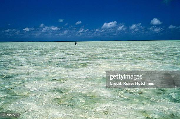 The shallow waters of the lagoons surrounding Bahaman Islands provide the ideal habitat for bonefish.Size for size the fish is one of the fastest and...