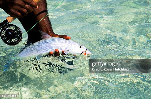 The shallow waters of the lagoons surrounding Bahaman Islands provide the ideal habitat for bonefish.Size for size the fish is one of the fastest and...