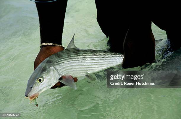 The shallow waters of the lagoons surrounding Bahaman Islands provide the ideal habitat for bonefish.Size for size the fish is one of the fastest and...