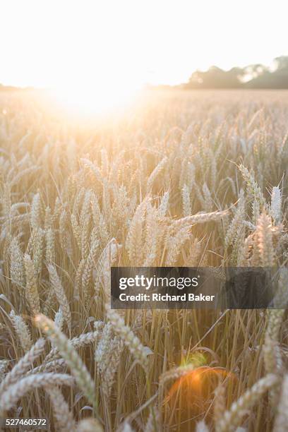 Late summer cornfield bathed in strong evening sunlight on fields of a farm in Suffolk, England. With the solar power of the sun shining on these...