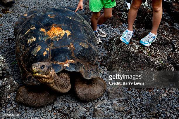 Tortoise in the Charles Darwin Research Station. CDRS is a biological research station operated by the Charles Darwin Foundation, Galapagos Islands,...