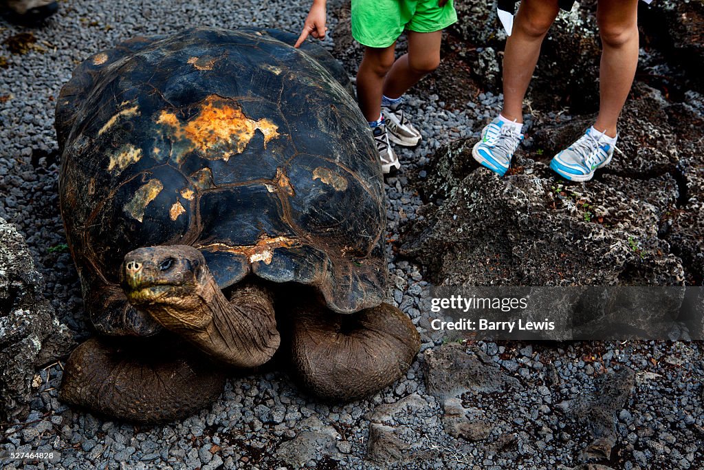 Galapagos Islands - Nature - Giant tortoise grazing on Santa Cruz reserve