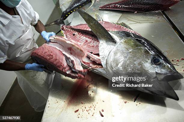 An employee of Cyprea Marine Foods fillets freshly-caught yellowfin tuna fish at the company's refrigerated processing factory on Himmafushi island,...