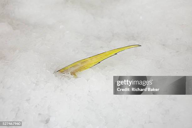 Tuna fish's sharp yellowfin protrudes from shredded ice at the Cyprea Marine Foods processing factory on Himmafushi Island, Maldives. The 50kg...