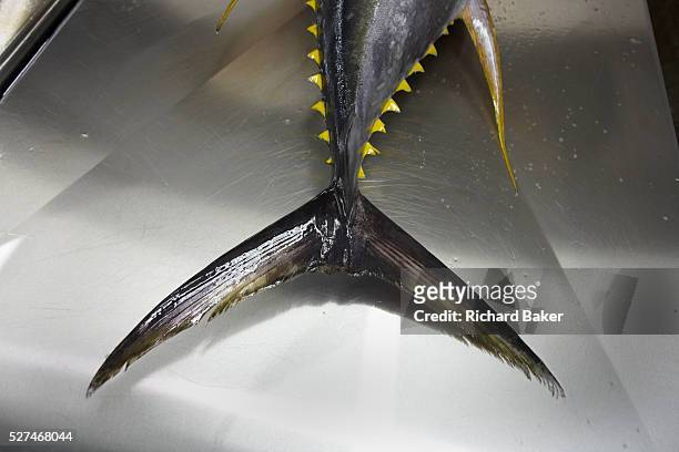 The tail and sharp barbs of a freshly-caught yellowfin tuna fish lies inert on a filleting table at a refrigerated processing factory on Himmafushi...