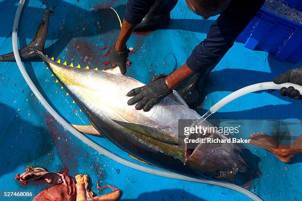 With blood and guts on the blue deck, a fisherman from the Maldives hoses down a yellowfin tuna on the floor of a dhoni boat in the Indian Ocean....