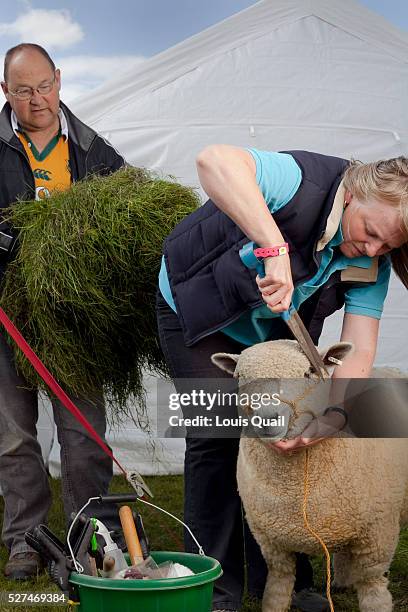 Hillary Mattinson is the owner of Nettlesyke Kerryn, a shearling one-year-old Ryeland ewe. Nettlesyke Kerryn was named Champion Female Ryeland and...