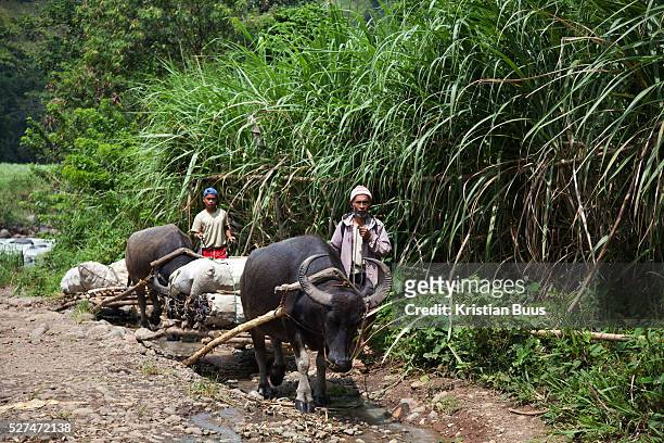 An old man and a boy use water buffalos to drag heavy loads of vegetables a long a rough road along a sugar cane field. Much of Negros Occidental is...