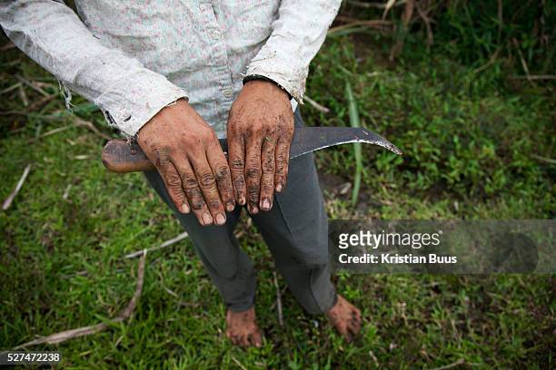 The hands of Melicio, a young farm labourer who works in the sugar cane fields. Quidan-Kaisahan is a charity working in Negros Occidental in the...