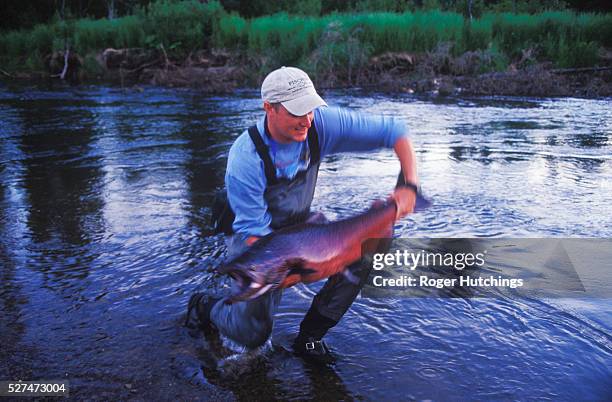 Fishing guide from Talaheim Lodge an exclusive fishing lodge in Alaska proudly holds up his forst King Salmon caught on the Talachlulitna river in...