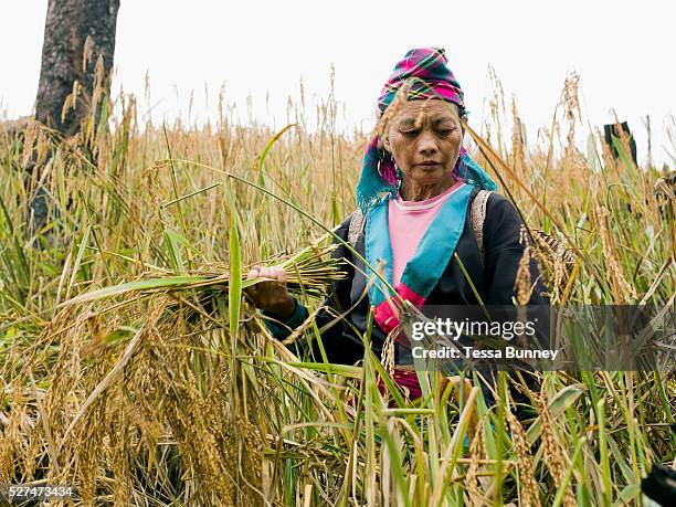 Hmong Wrapped Rice 16,073 Rice Mound Stock Photos, High-Res Pictures, and Images - Getty ...