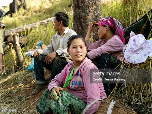 Alcohol Rice Hmong 17,707 Rice Tree Stock Photos, High-Res Pictures, and Images - Getty Images