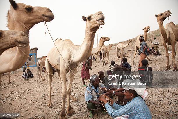 The market is on every Tuesday in Delafagi and people travel from far to sell their goods, to stock up and to socialise. A strong camel costs...