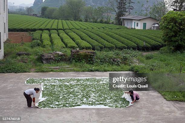 Tea Research Tea Research Institute Photos and Premium High Res Pictures - Getty Images
