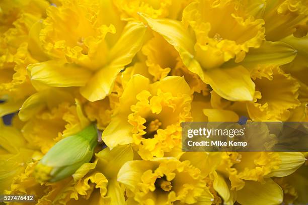 Close up of daffodil flowers. Narcissus is a genus of mainly hardy, mostly spring-flowering, bulbous perennials in the Amaryllis family, subfamily...