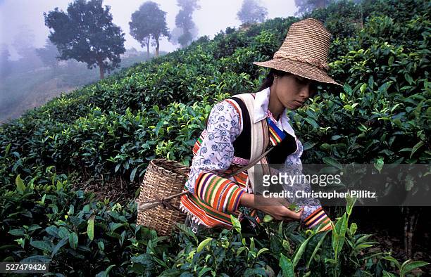 Hua picks tea on the slopes outside her village of Zha Lu, Yunnan province, China bordering Myanmar and Laos. She together with her husband and...