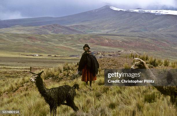 An Aymara indian woman tends to her llamas in Bolivia's altiplano region.