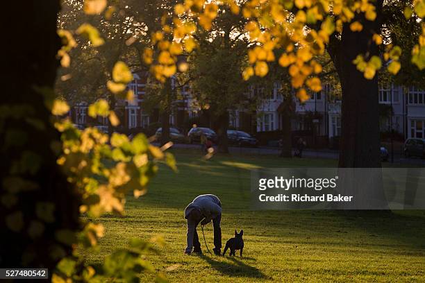 Dog owner bends down to pick up his dog's mess in an Autumnal park. Surrounded by autumn leaves, brown and yellow in afternoon sunlight, the man...