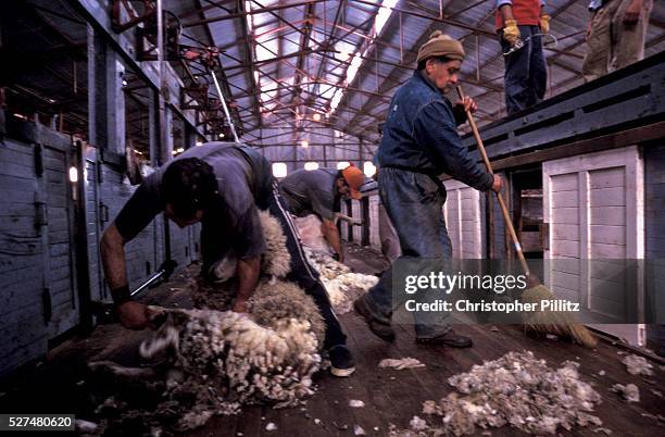 Sheep's Head Rouse 51 Sheep S Head Stock Photos, High-Res Pictures, and Images - Getty Images